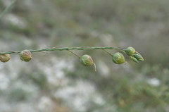 Linum squamulosum