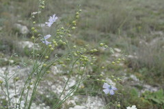 Linum squamulosum