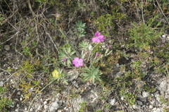 Dianthus humilis