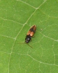 Horistonotus curiatus