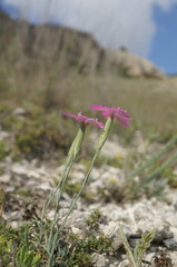 Dianthus humilis