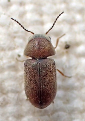 Lasioderma haemorrhoidale