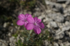 Dianthus humilis