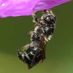 Chelostoma