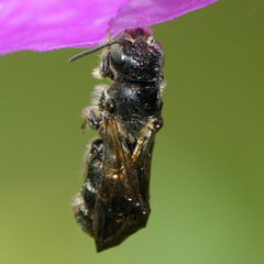 Chelostoma