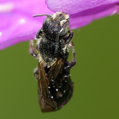 Chelostoma