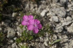 Dianthus humilis