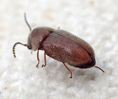 Lasioderma haemorrhoidale