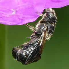 Chelostoma