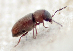 Lasioderma haemorrhoidale