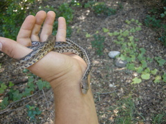 Pituophis catenifer pumilus