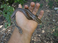 Pituophis catenifer pumilus