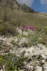 Dianthus humilis