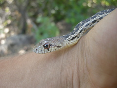 Pituophis catenifer pumilus