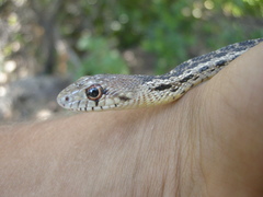 Pituophis catenifer pumilus