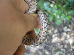 Pituophis catenifer pumilus