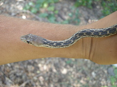 Pituophis catenifer pumilus