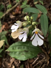 Calanthe alismifolia