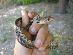 Pituophis catenifer pumilus