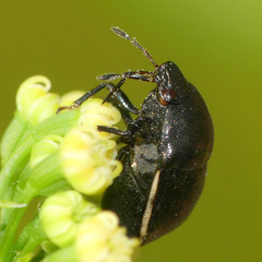 Corimelaena lateralis
