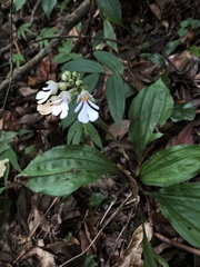 Calanthe alismifolia