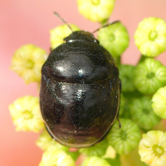 Corimelaena lateralis