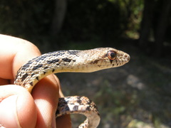 Pituophis catenifer pumilus