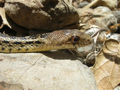 Pituophis catenifer pumilus