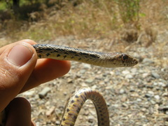 Pituophis catenifer pumilus