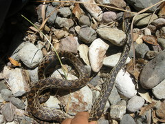 Pituophis catenifer pumilus