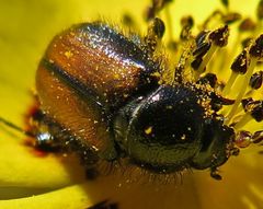 Chasmatopterus