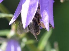 Melitta haemorrhoidalis