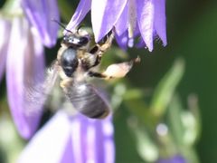 Melitta haemorrhoidalis