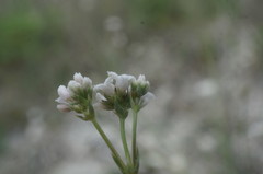 Asperula supina