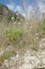 Asperula supina