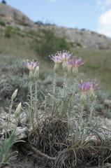Jurinea stoechadifolia