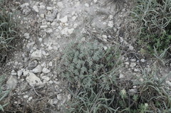 Odontarrhena obtusifolia