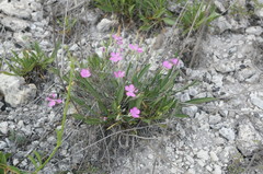 Dianthus humilis