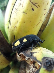 Gymnetis holosericea