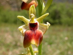 Ophrys helenae