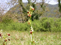 Ophrys helenae