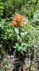Castilleja miniata fulva