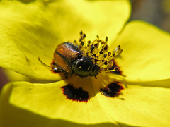 Chasmatopterus