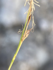 Carex rossii