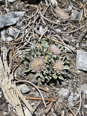 Townsendia jonesii tumulosa