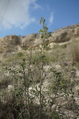 Cotoneaster tauricus