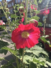 Alcea rosea