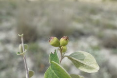 Cotoneaster tauricus