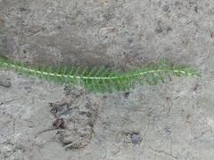 Achillea millefolium