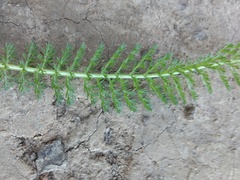 Achillea millefolium